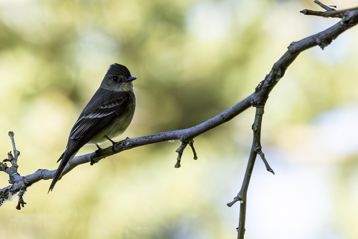 Western Wood-Pewee - ML620199144