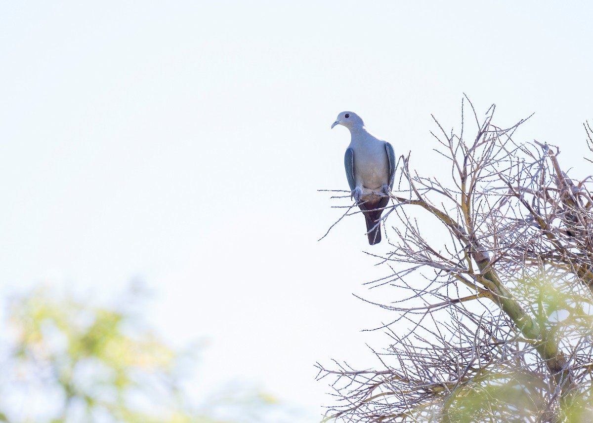 Green Imperial-Pigeon - ML620199145