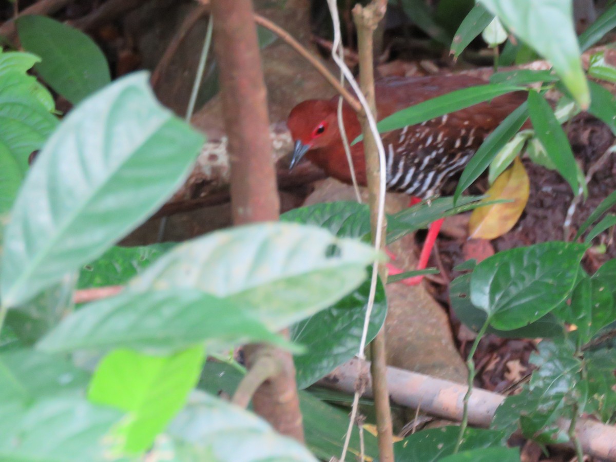 Red-legged Crake - ML620199151