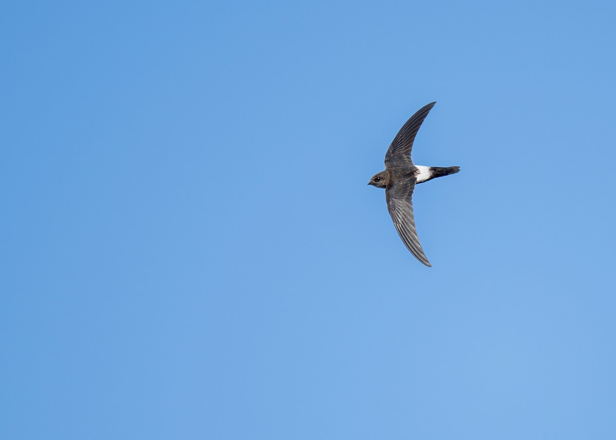 House Swift - Heyn de Kock