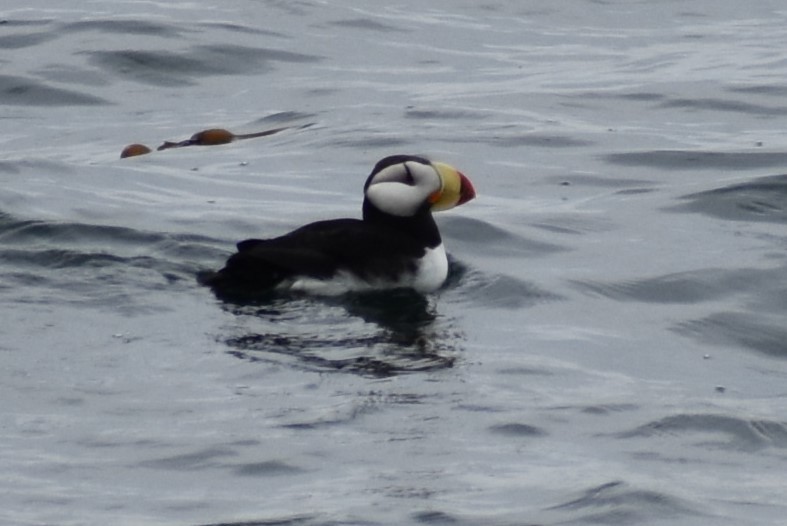 Horned Puffin - ML620199153