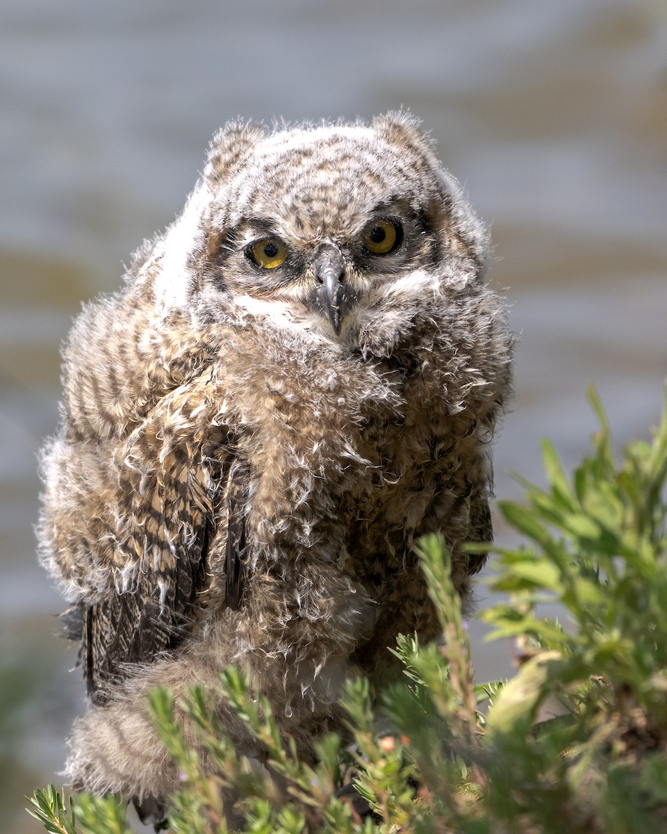 Great Horned Owl - ML620199157