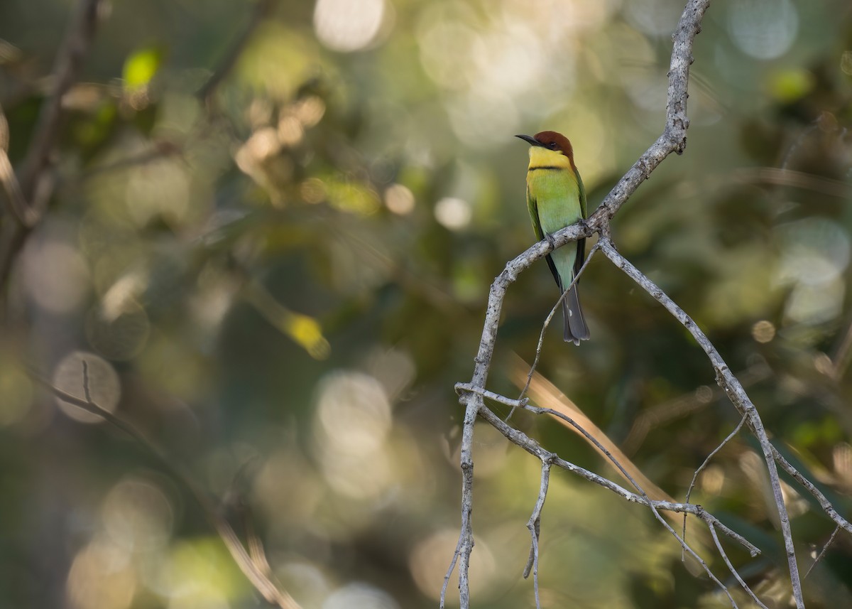 Chestnut-headed Bee-eater - ML620199158
