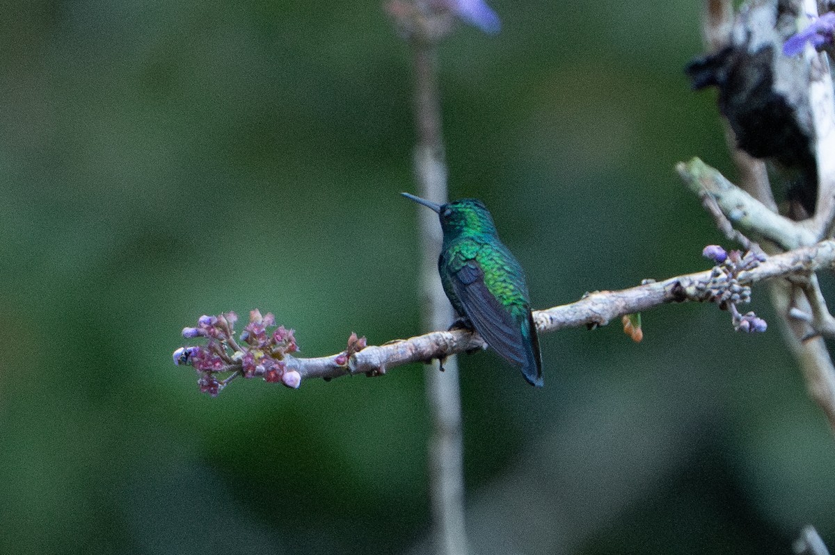 kolibřík modrobradý - ML620199160