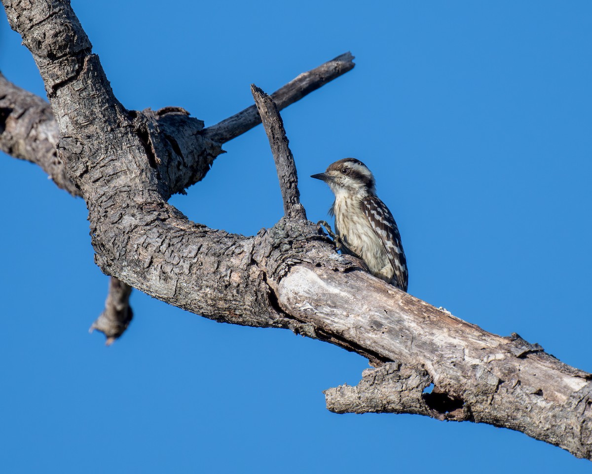 Sunda Pygmy Woodpecker - ML620199162