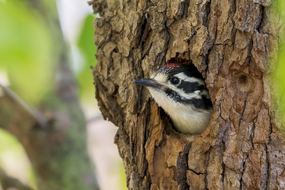 Nuttall's Woodpecker - Ruslan Balagansky