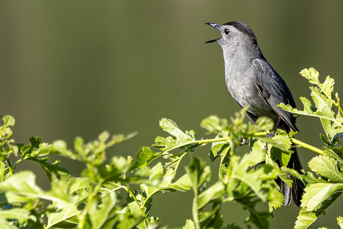 Gray Catbird - Jef Blake