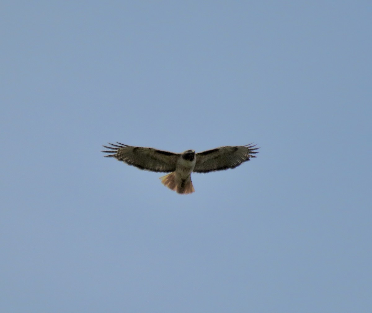 Red-tailed Hawk - ML620199167