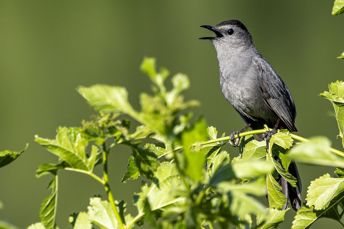 Gray Catbird - ML620199169