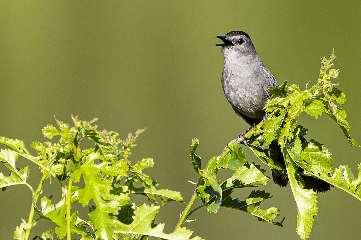 Gray Catbird - ML620199170