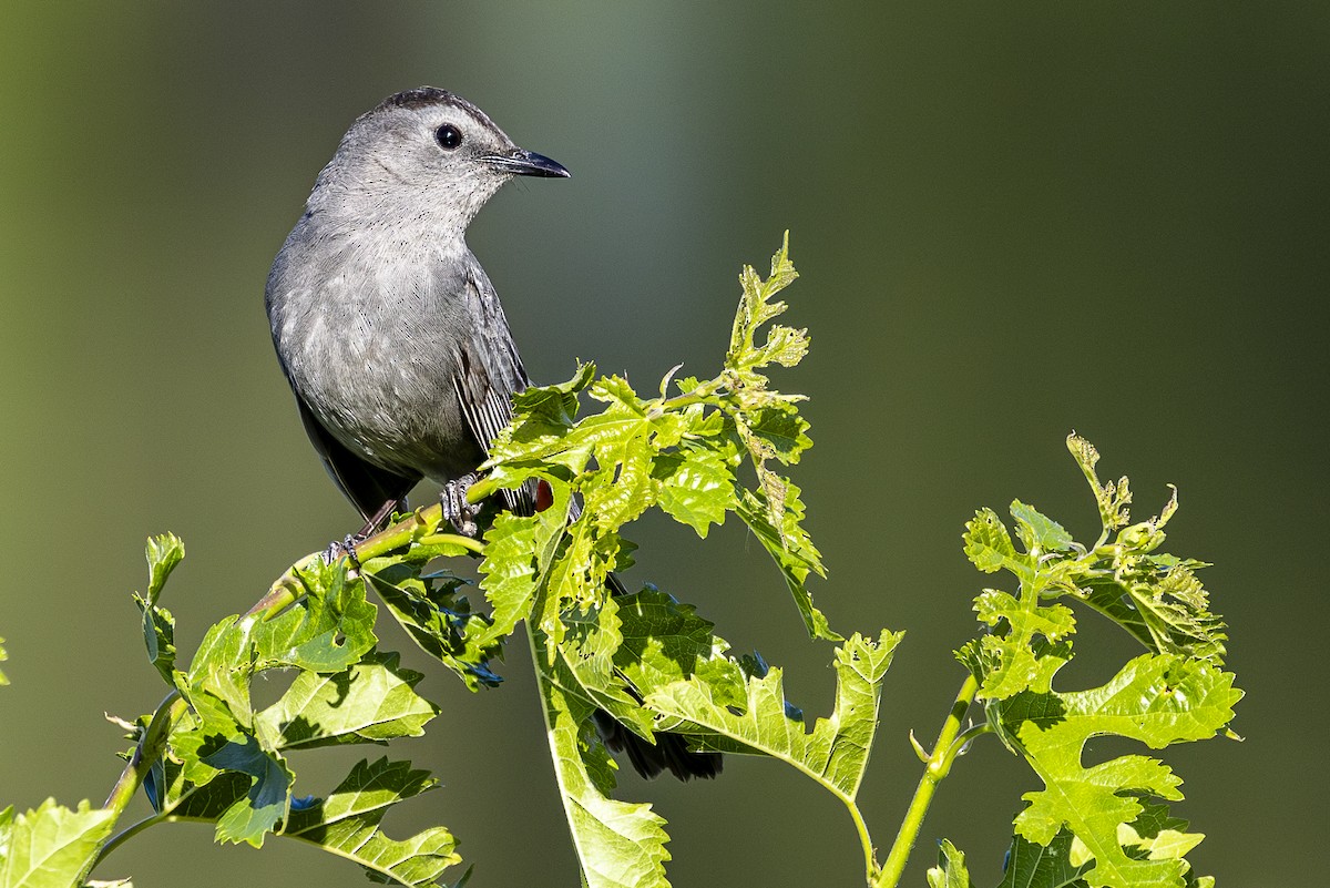 Gray Catbird - ML620199173