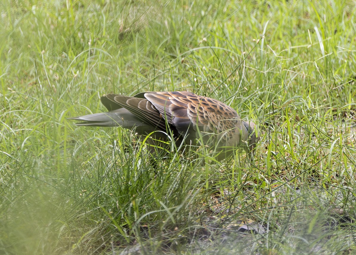 金背鳩 - ML620199174