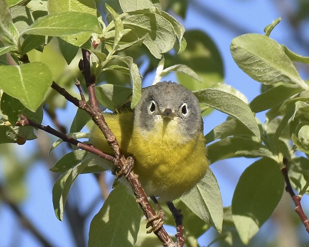 Nashville Warbler - ML620199175