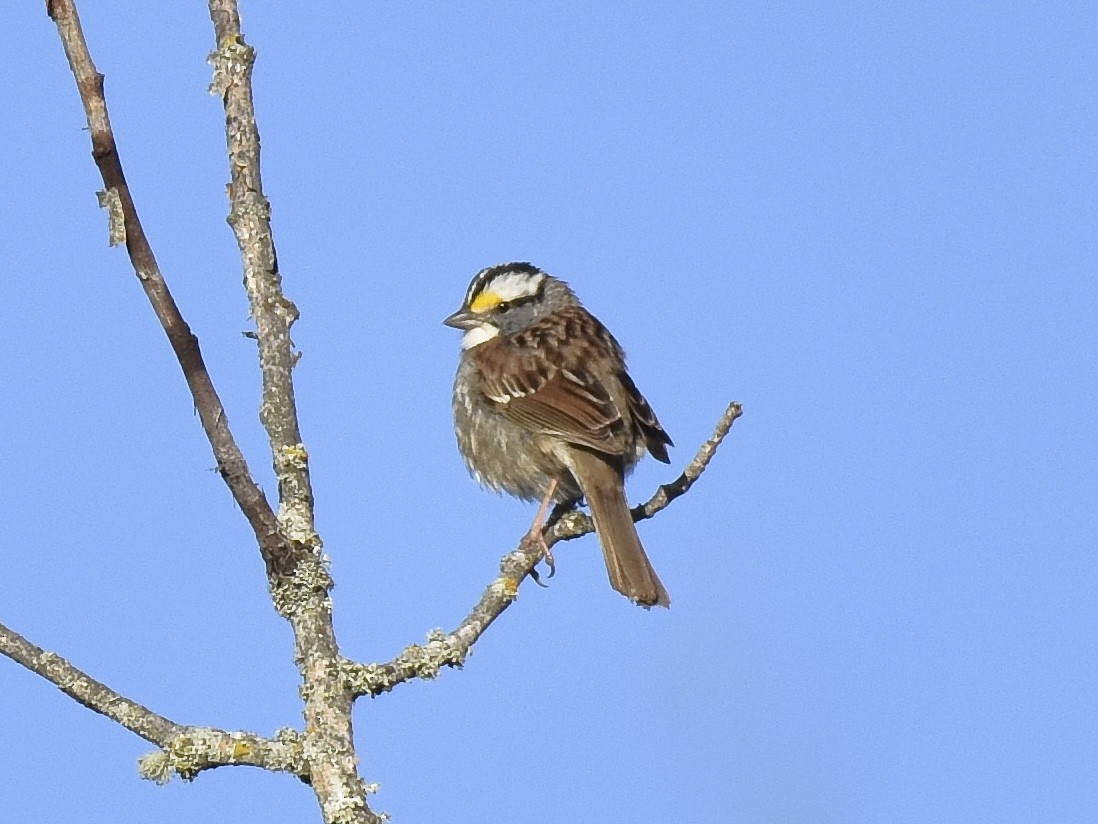 White-throated Sparrow - ML620199184