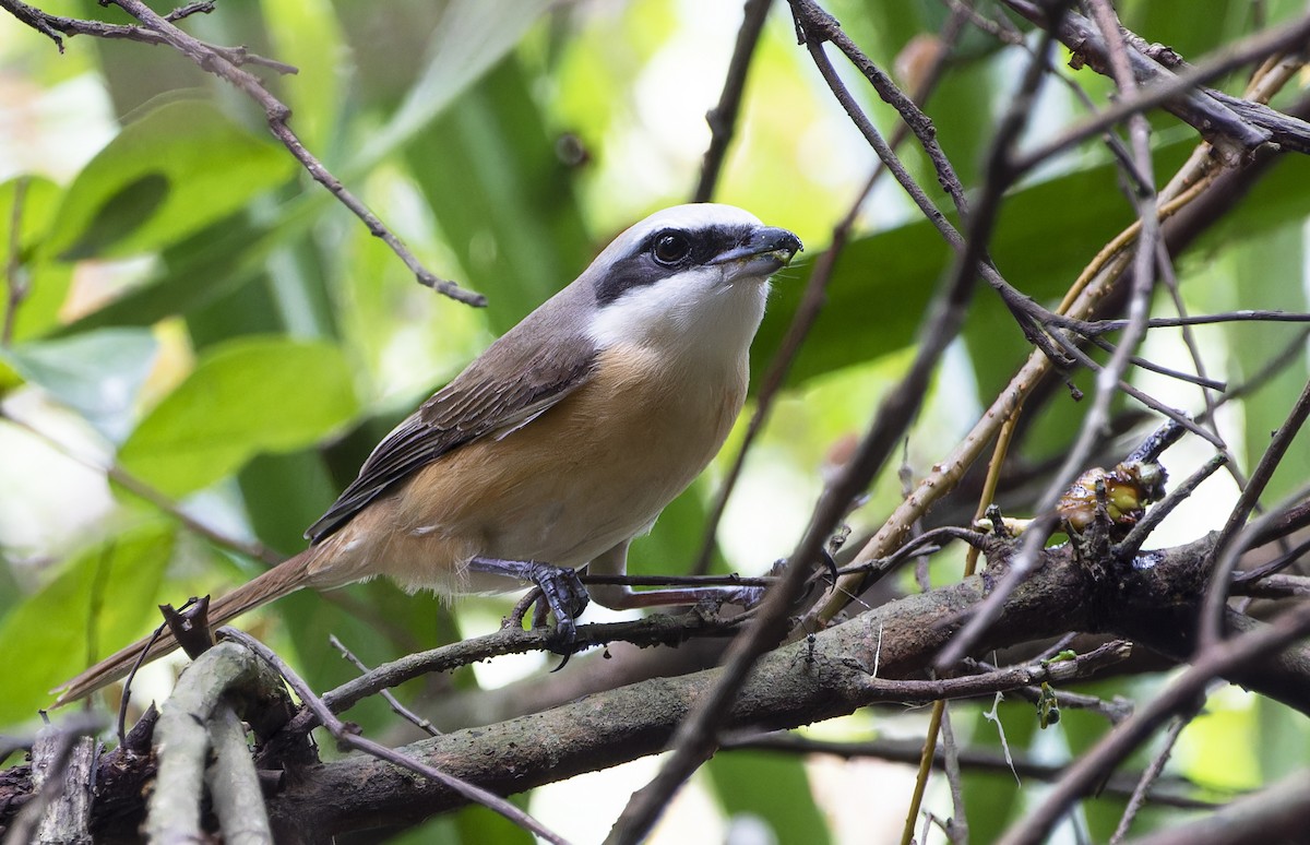 Brown Shrike - ML620199185