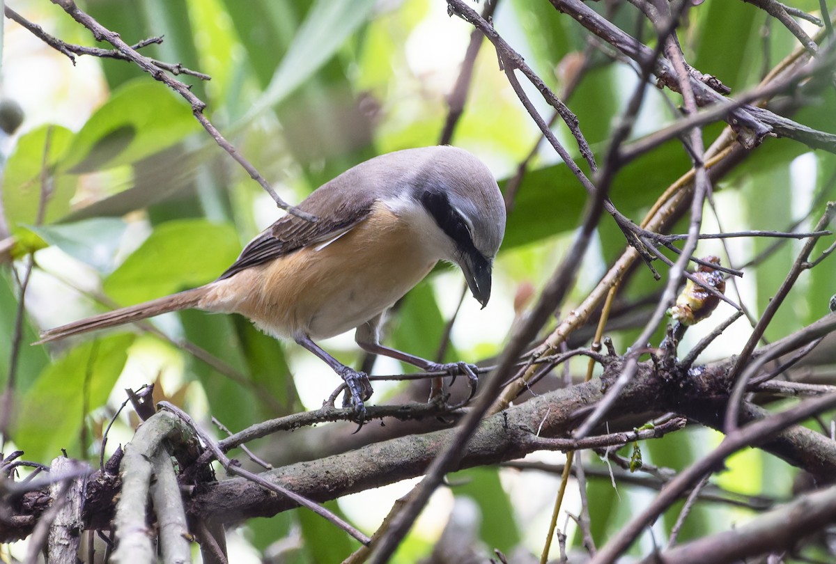 Brown Shrike - ML620199186