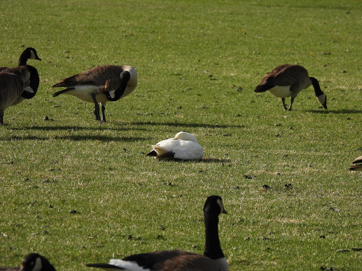 Snow Goose - ML620199188