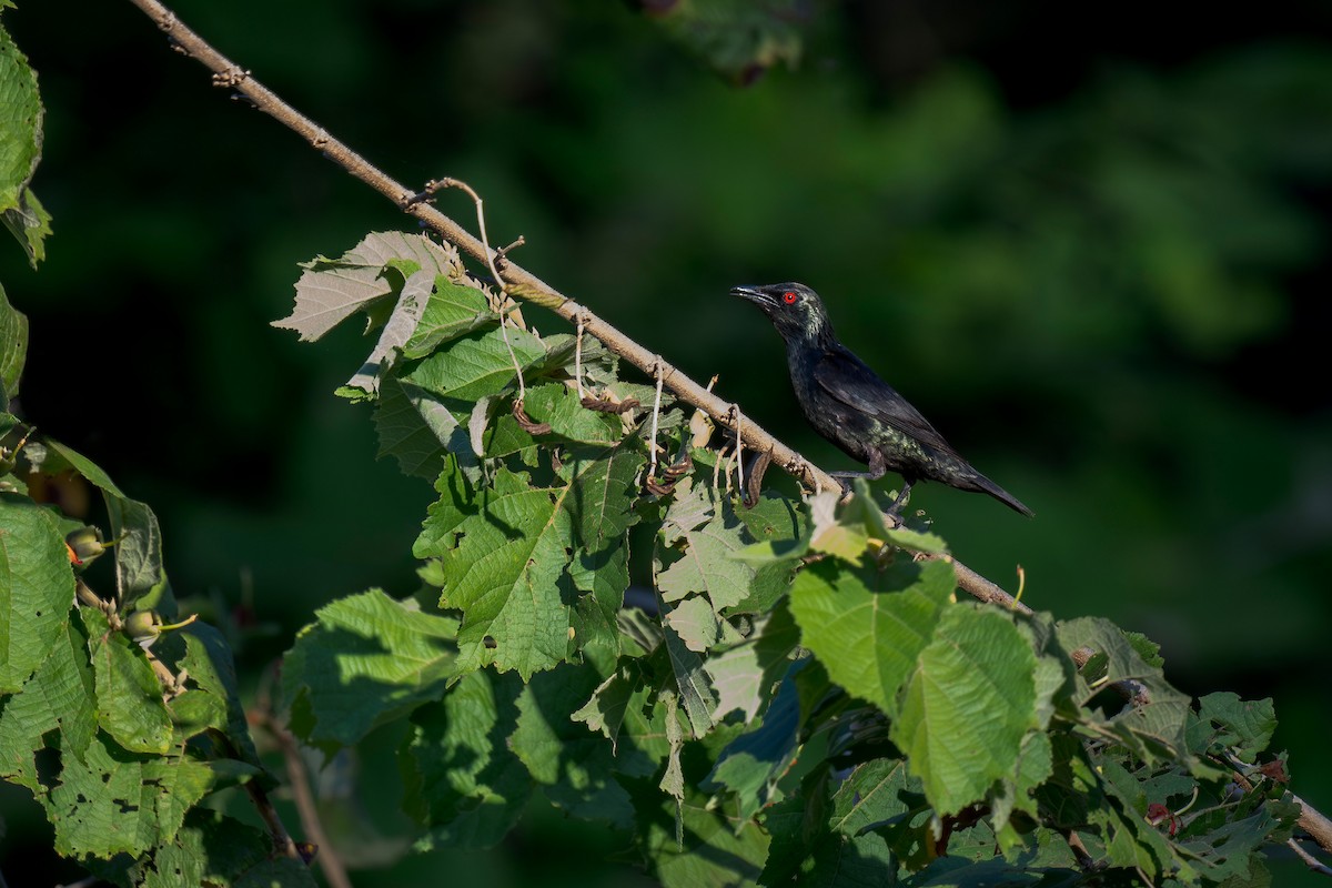 Asian Glossy Starling - ML620199194