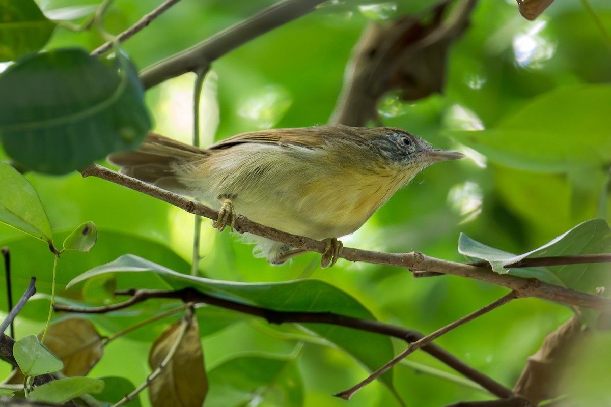 Gray-cheeked Tit-Babbler - ML620199202