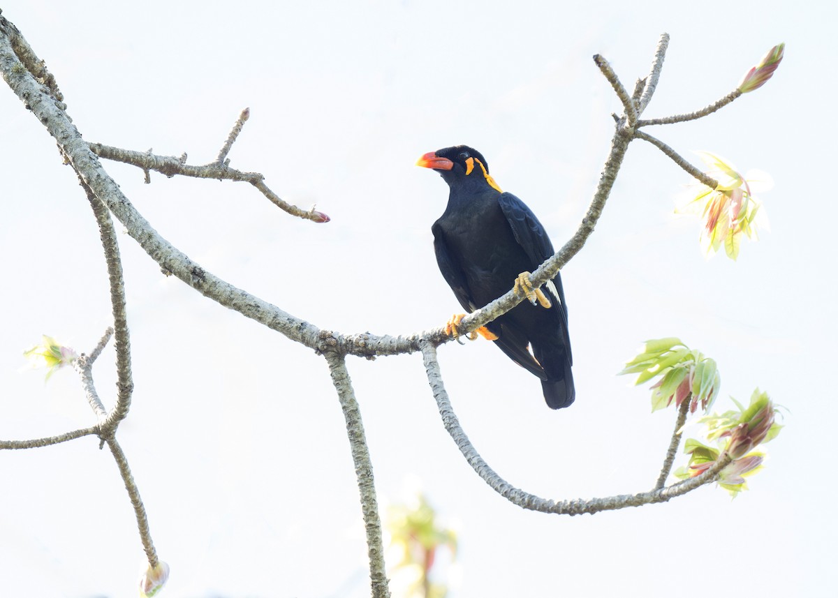 Common Hill Myna - Heyn de Kock