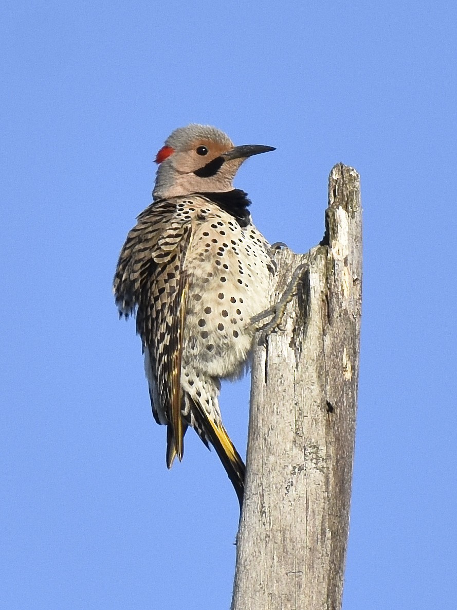 Northern Flicker - ML620199205