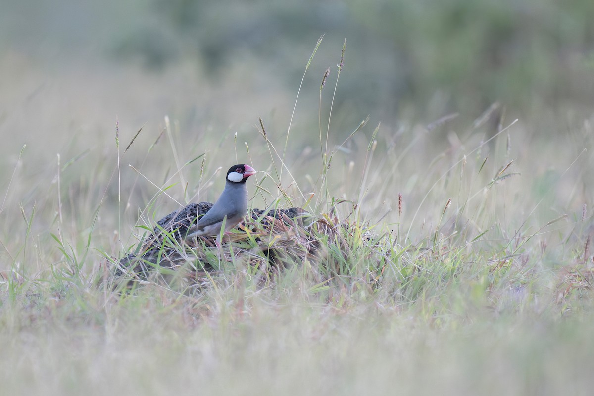 Java Sparrow - ML620199209