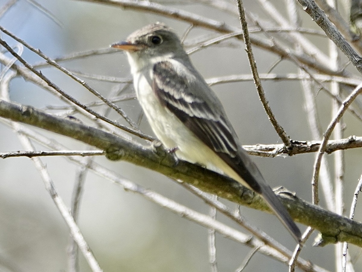 Eastern Wood-Pewee - ML620199212