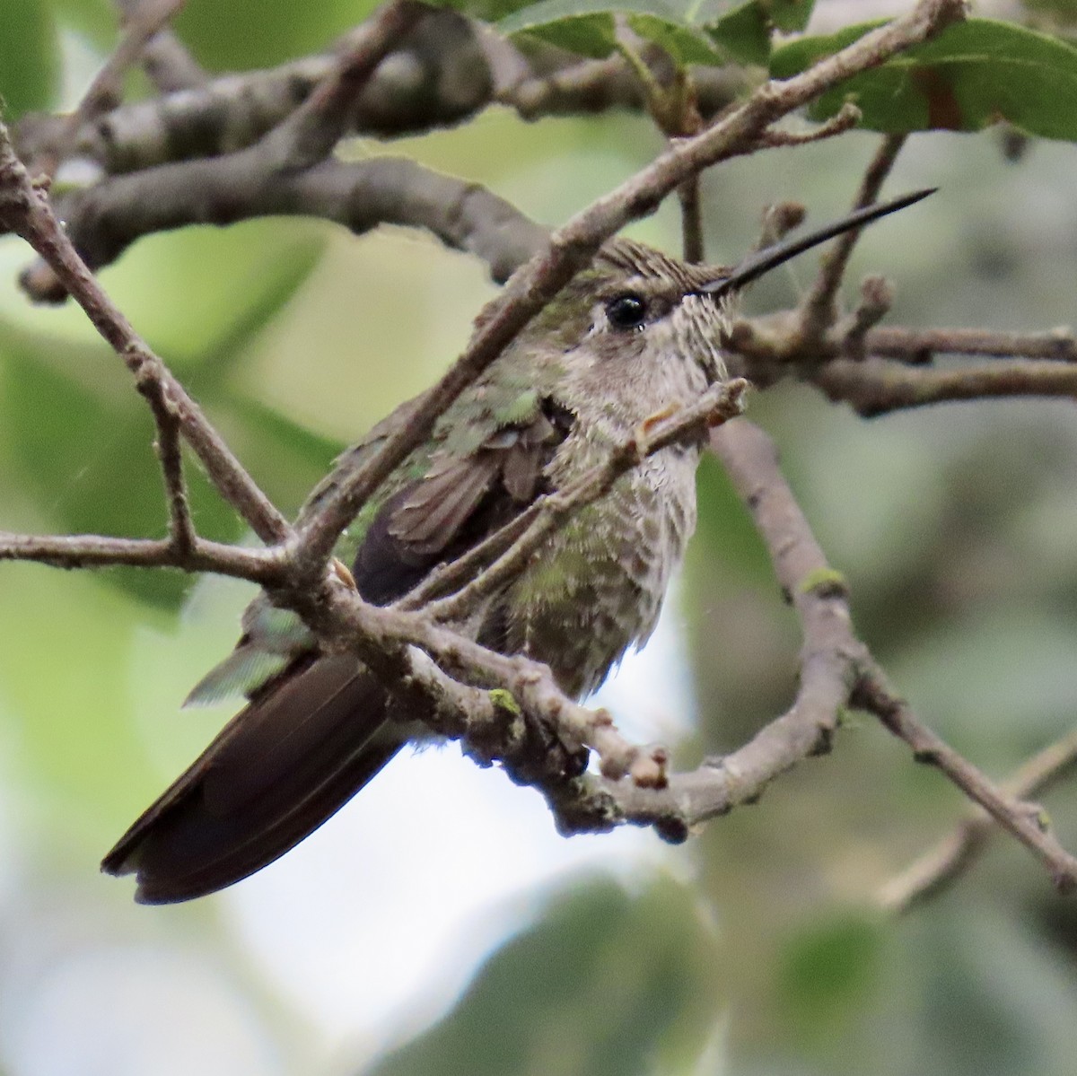 Anna's Hummingbird - ML620199228