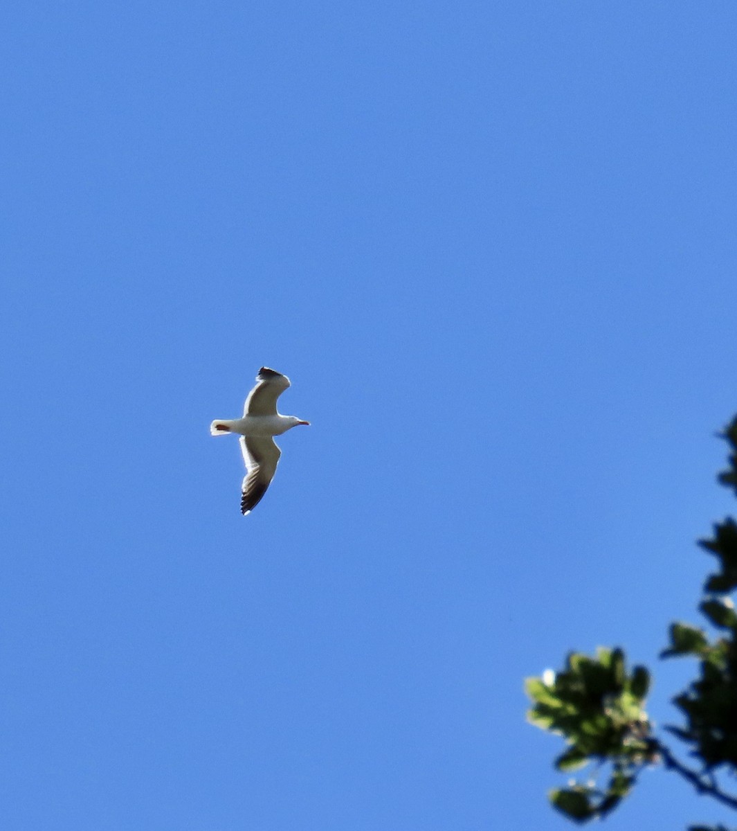 Western Gull - George Chrisman