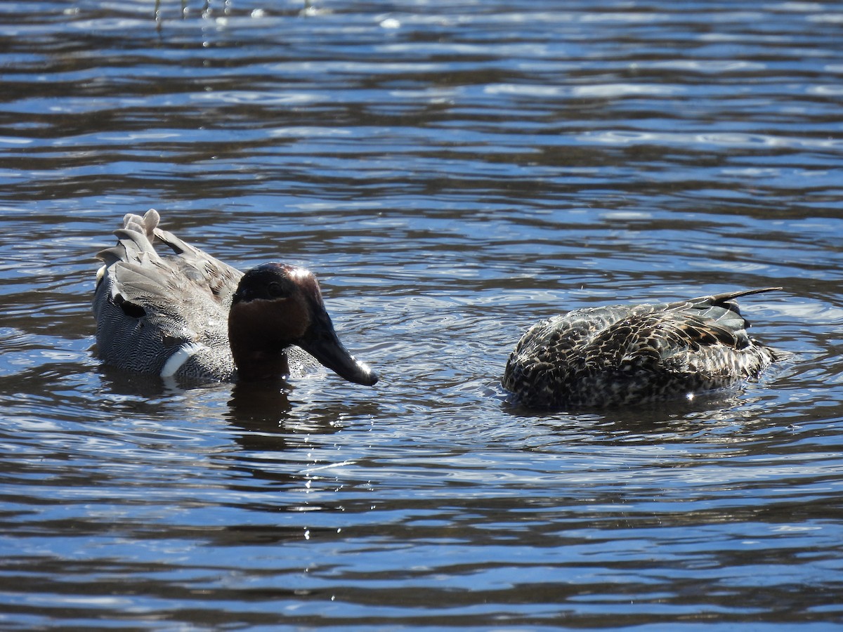 Green-winged Teal - ML620199235