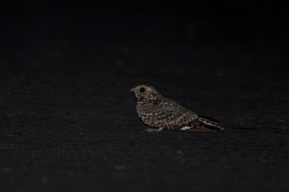 Savanna Nightjar - ML620199236