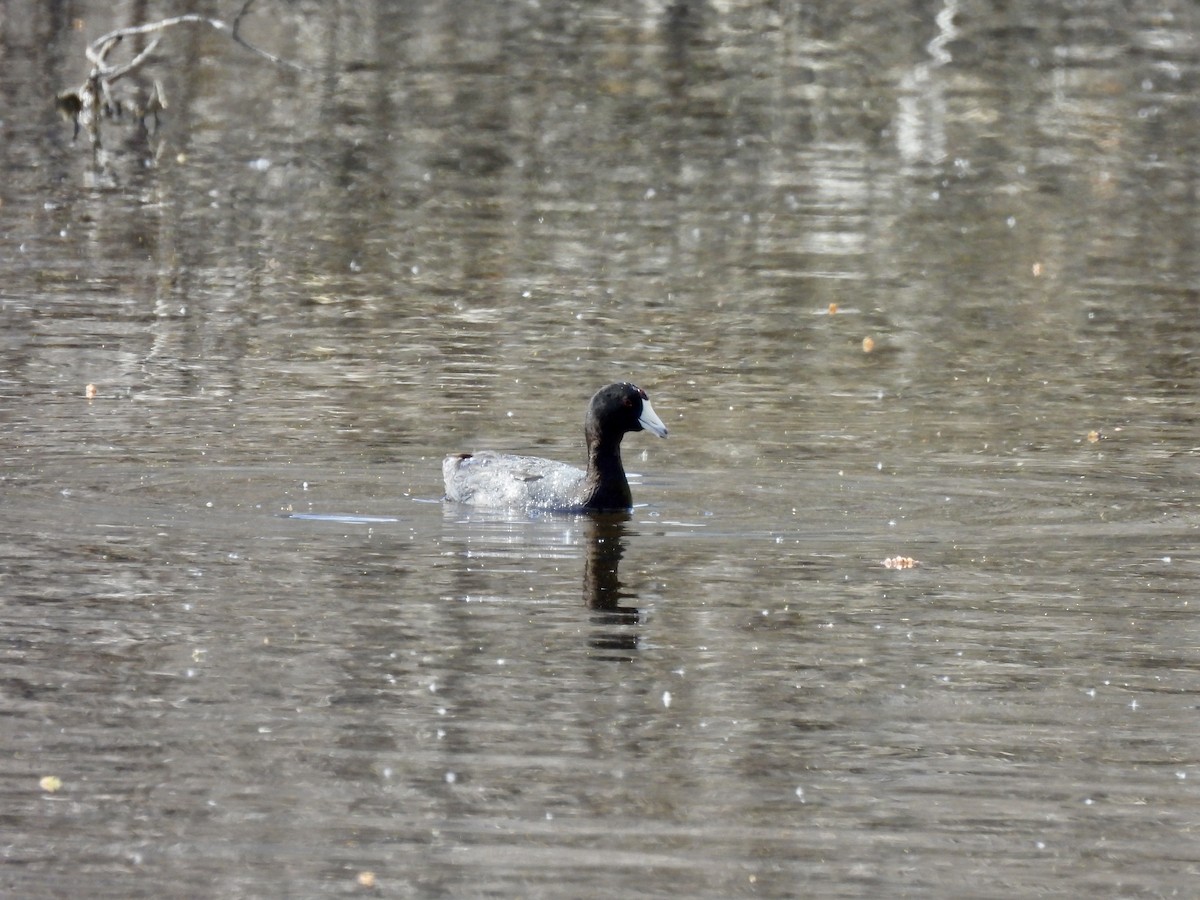 American Coot - Wilson Jimenez