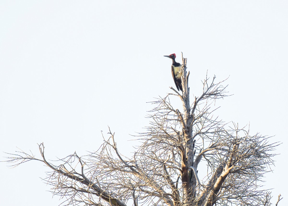 White-bellied Woodpecker - ML620199242