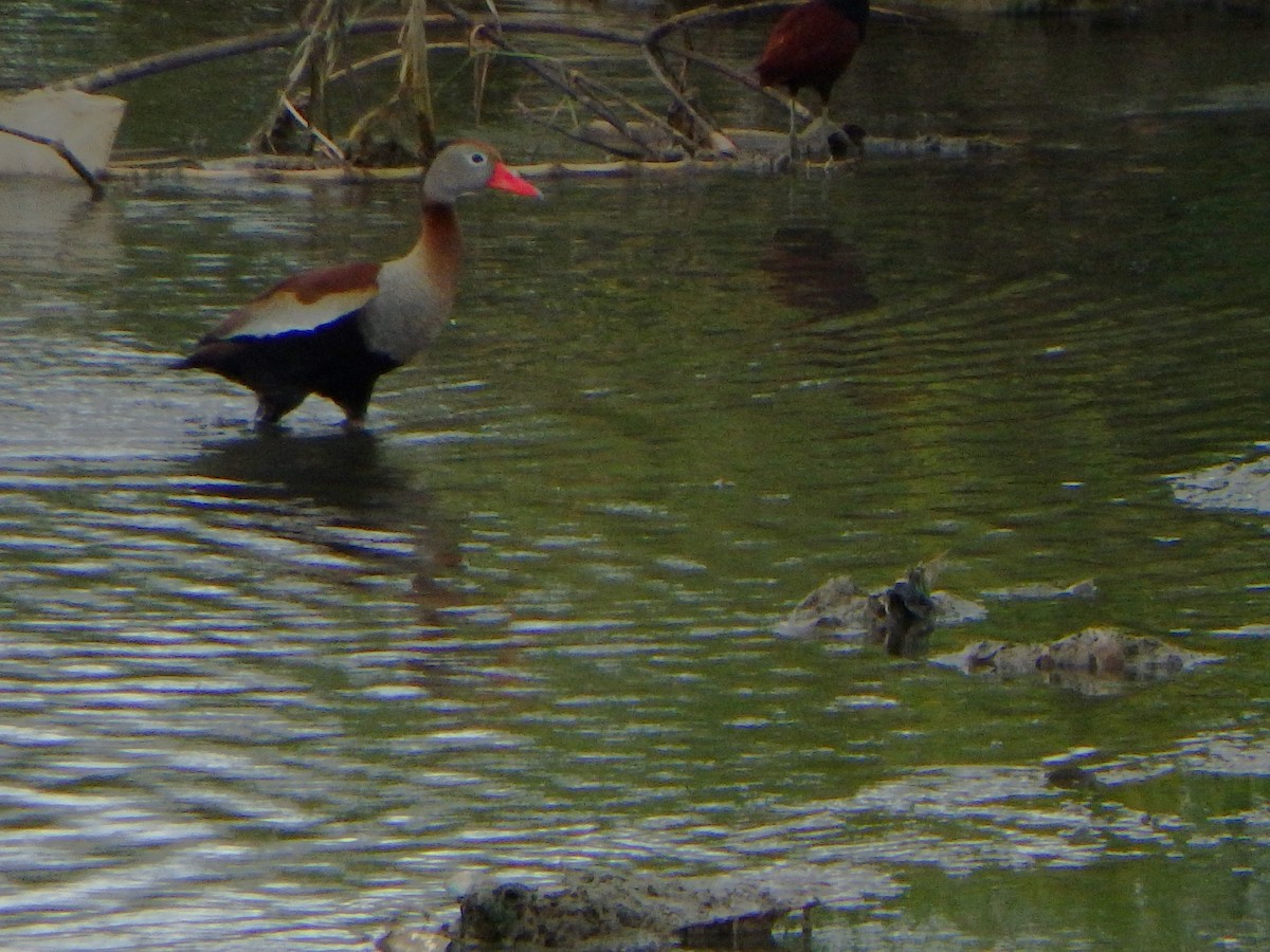 Dendrocygne à ventre noir - ML620199243