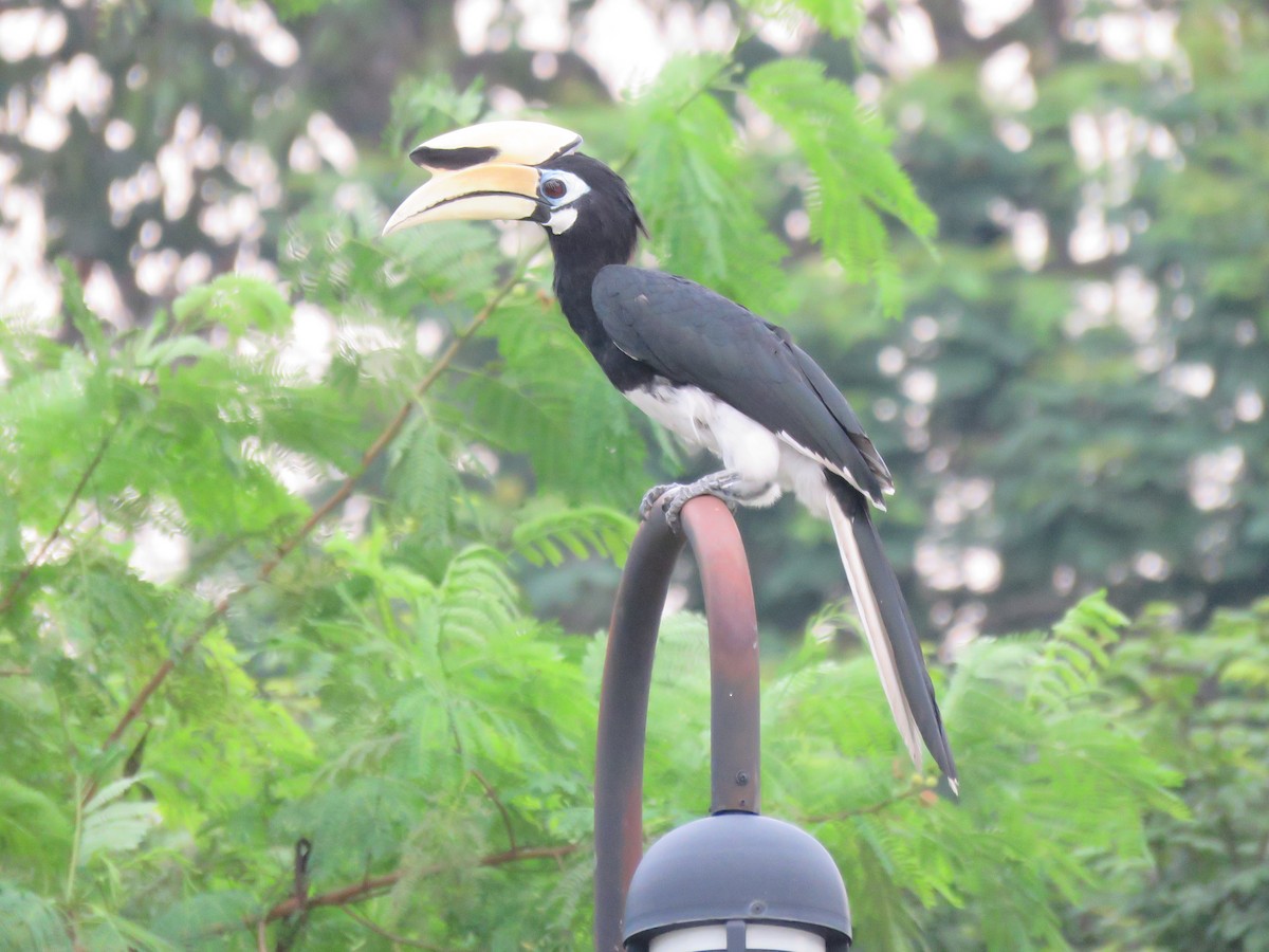 Oriental Pied-Hornbill - ML620199266