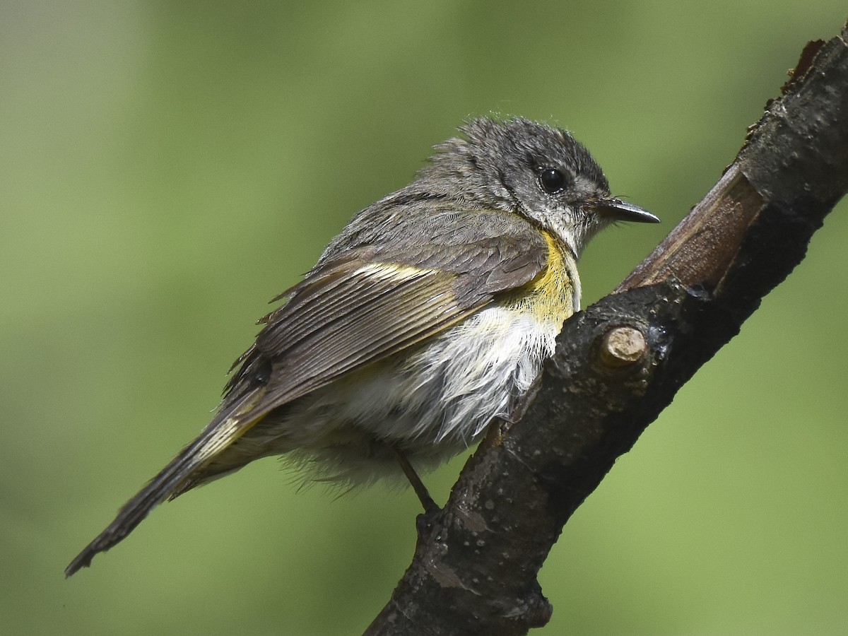 American Redstart - ML620199270