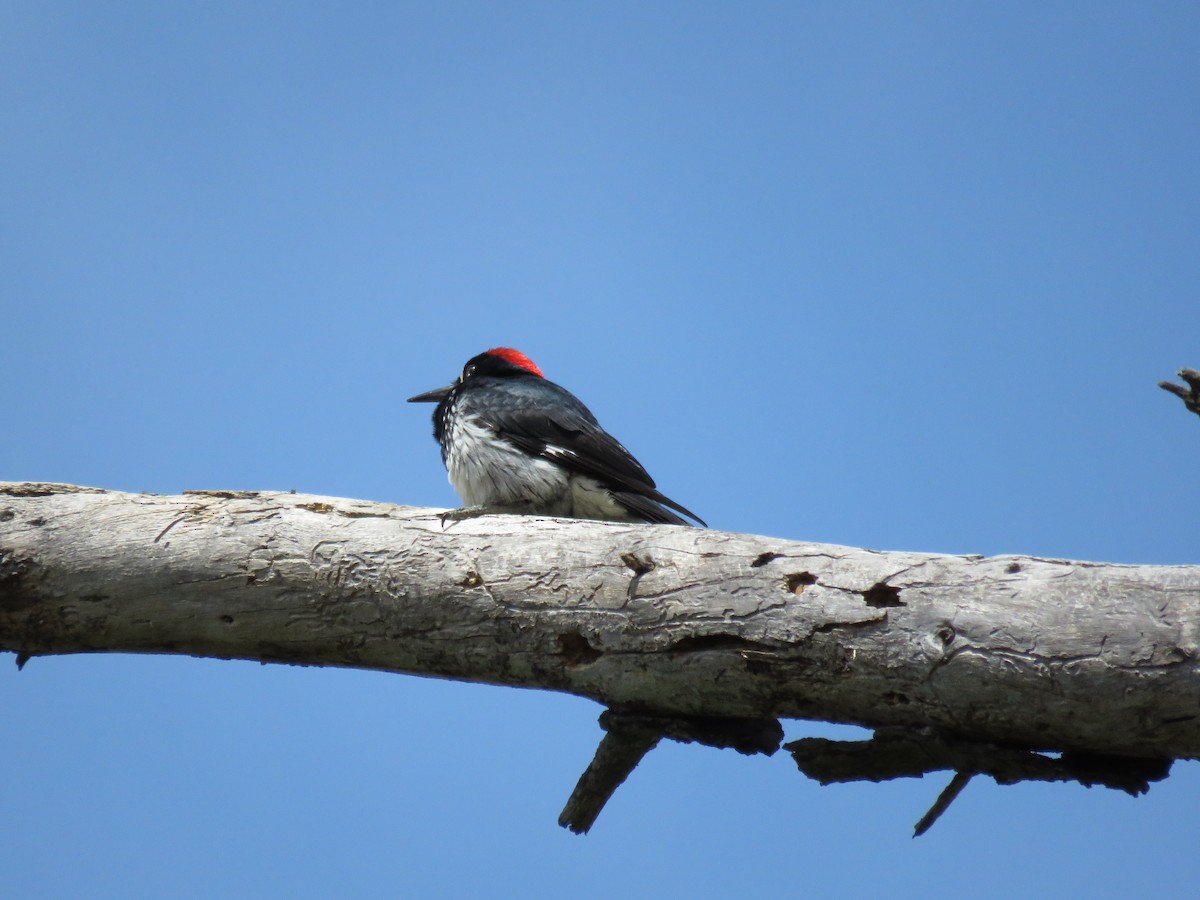 Acorn Woodpecker - ML620199271