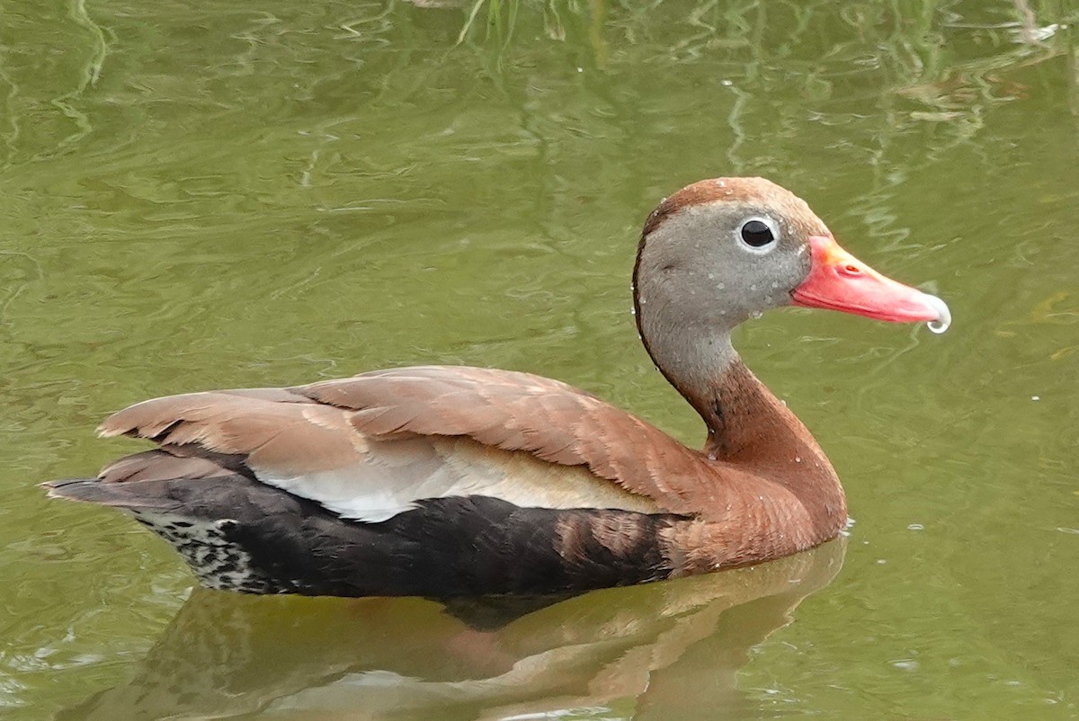 Black-bellied Whistling-Duck - ML620199279