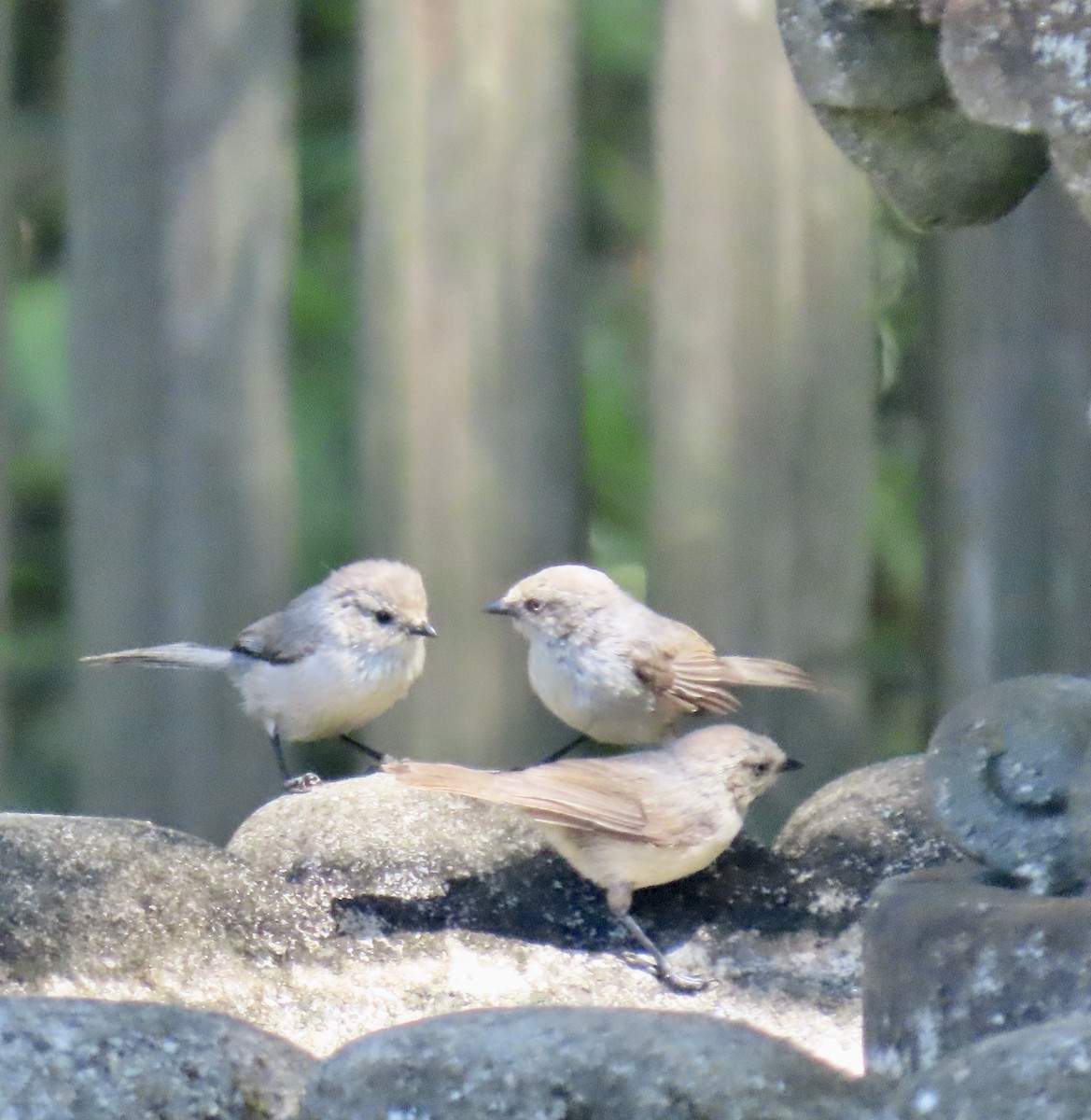 Bushtit - ML620199281