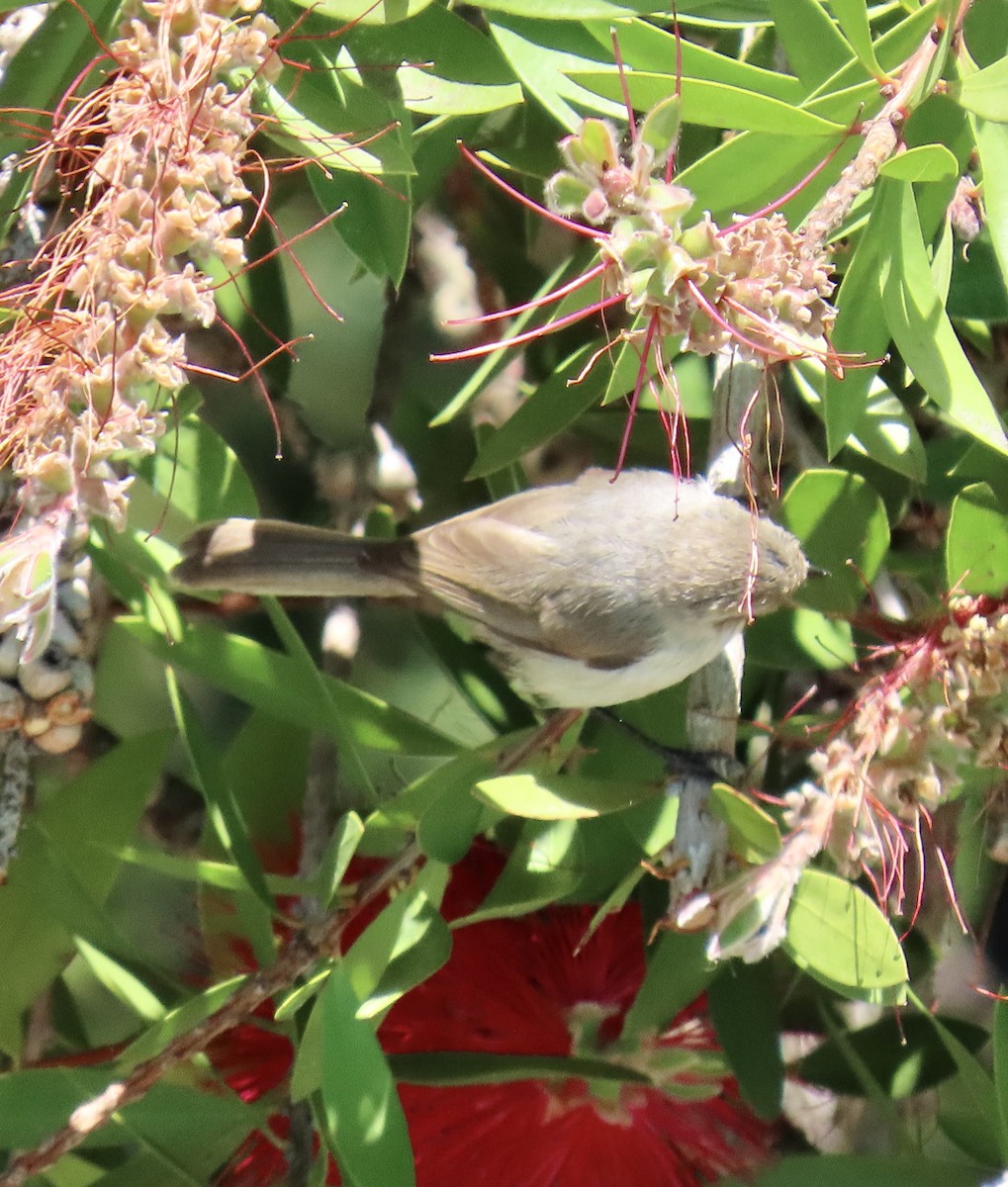 Bushtit - ML620199284