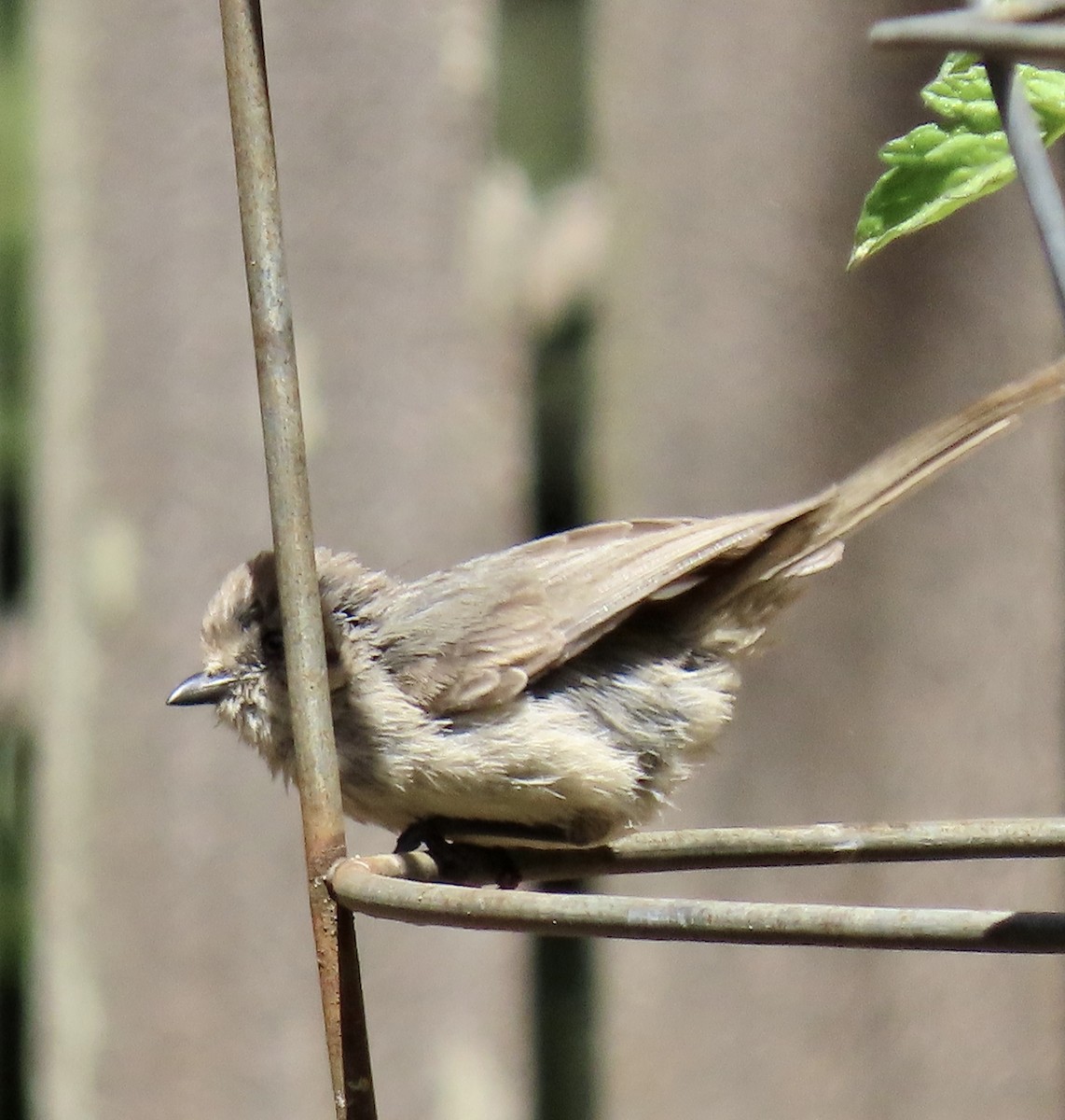 Bushtit - ML620199285