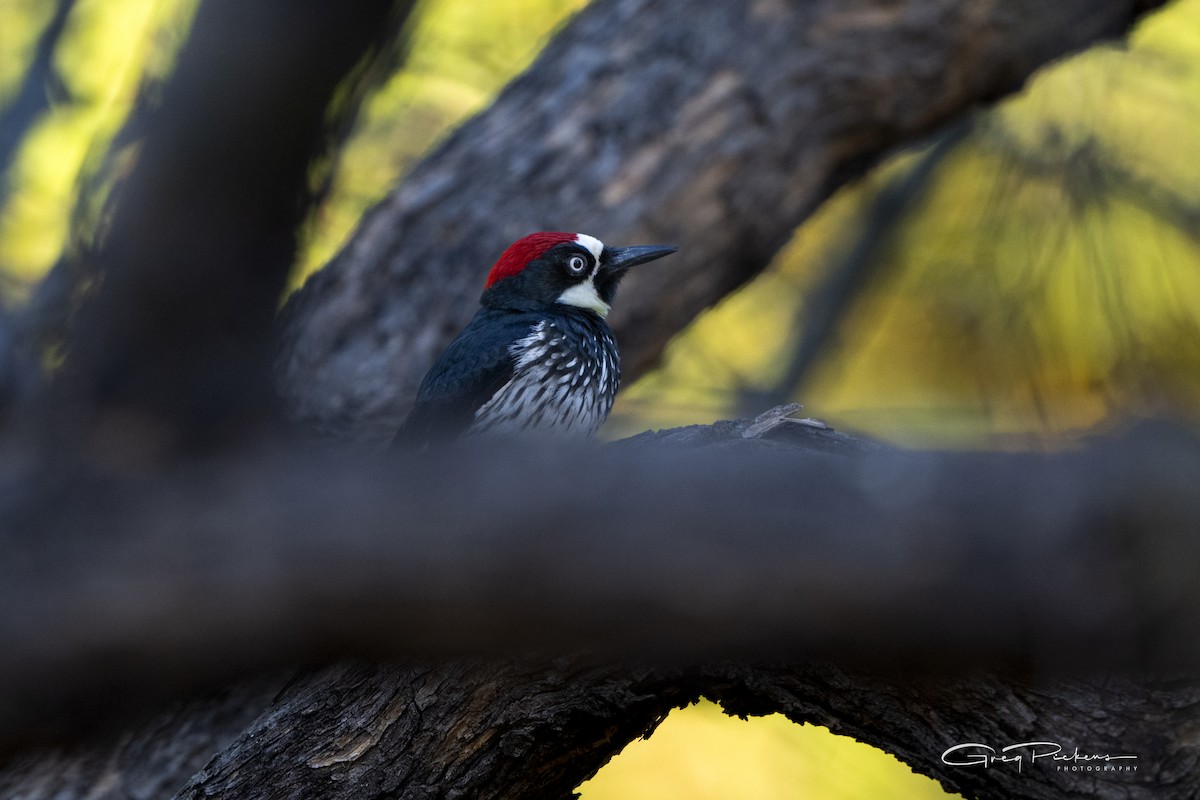 Acorn Woodpecker - ML620199289