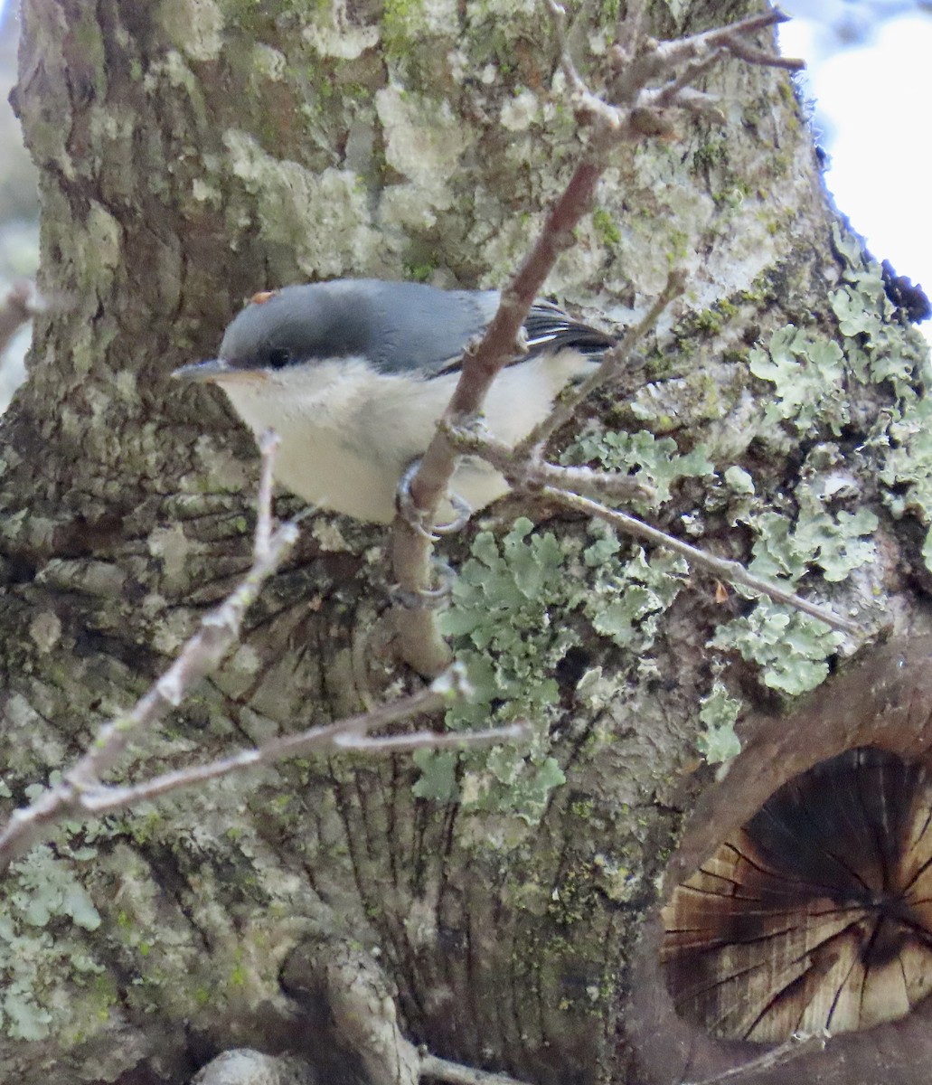 Pygmy Nuthatch - ML620199304