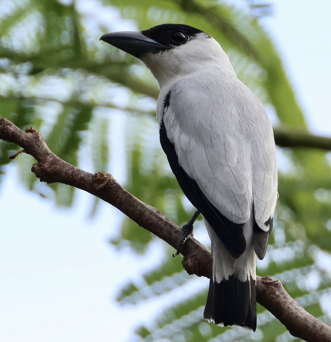 Black-crowned Tityra - ML620199308