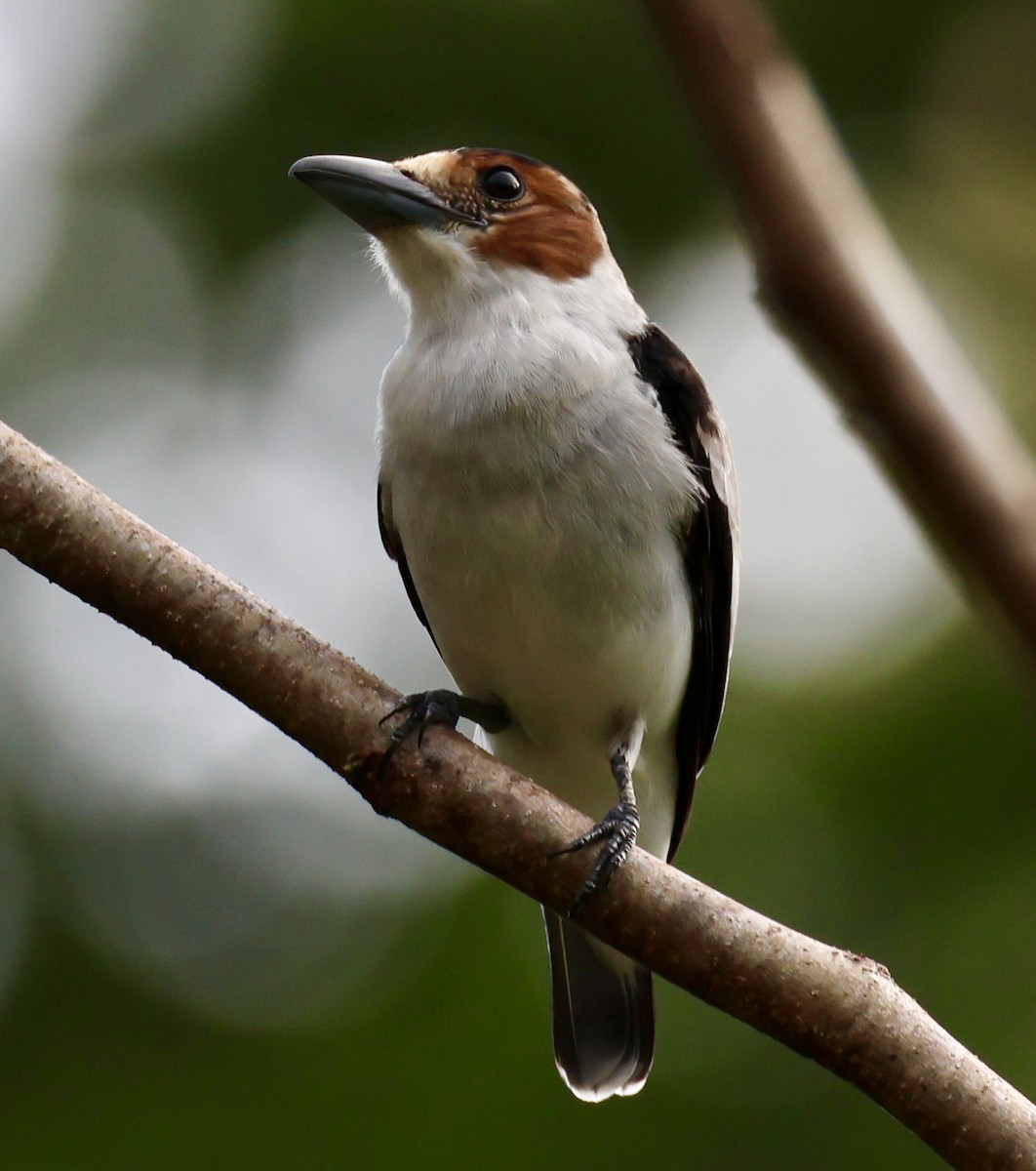 Black-crowned Tityra - ML620199309