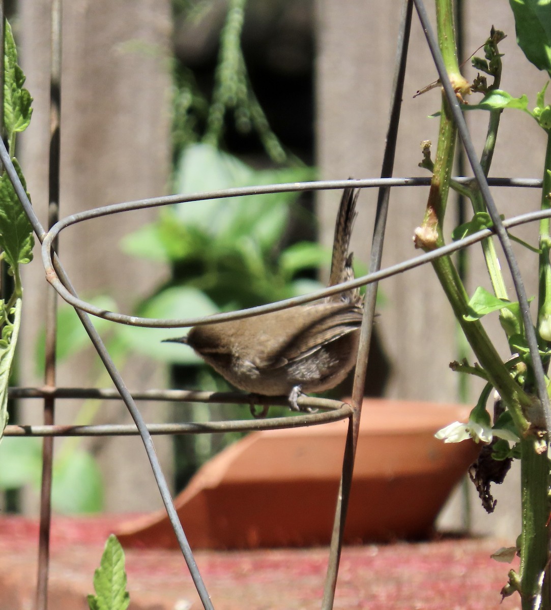 Bewick's Wren - ML620199316