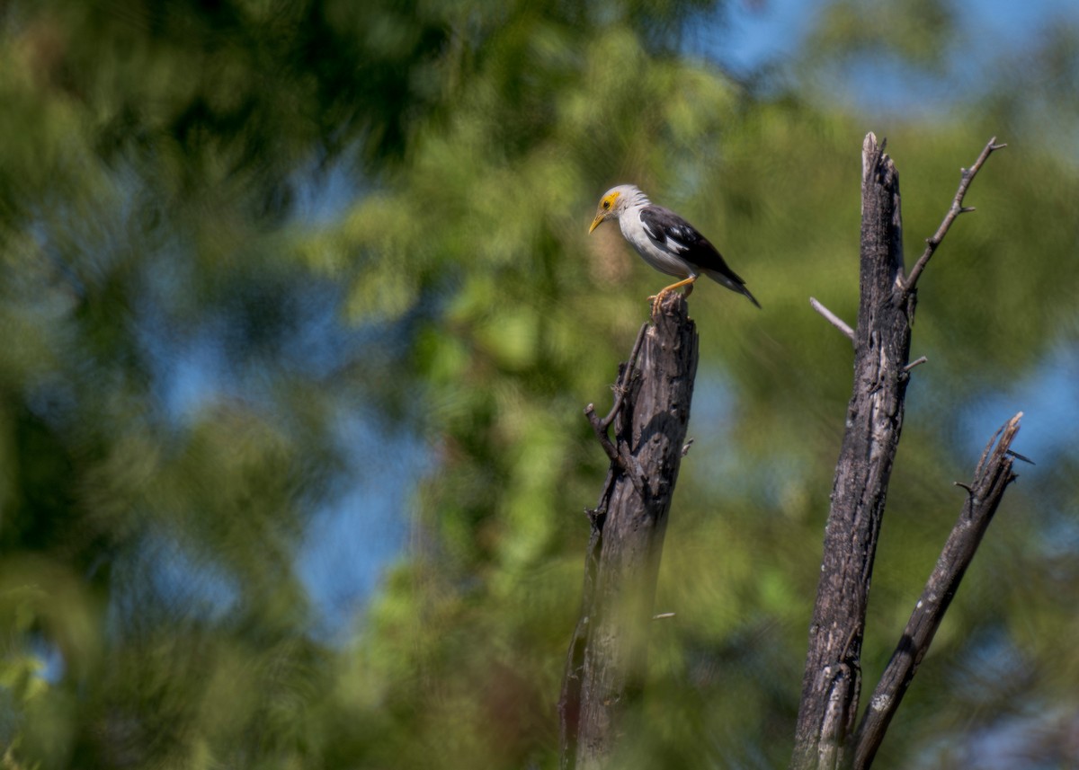 Black-winged Myna - ML620199319