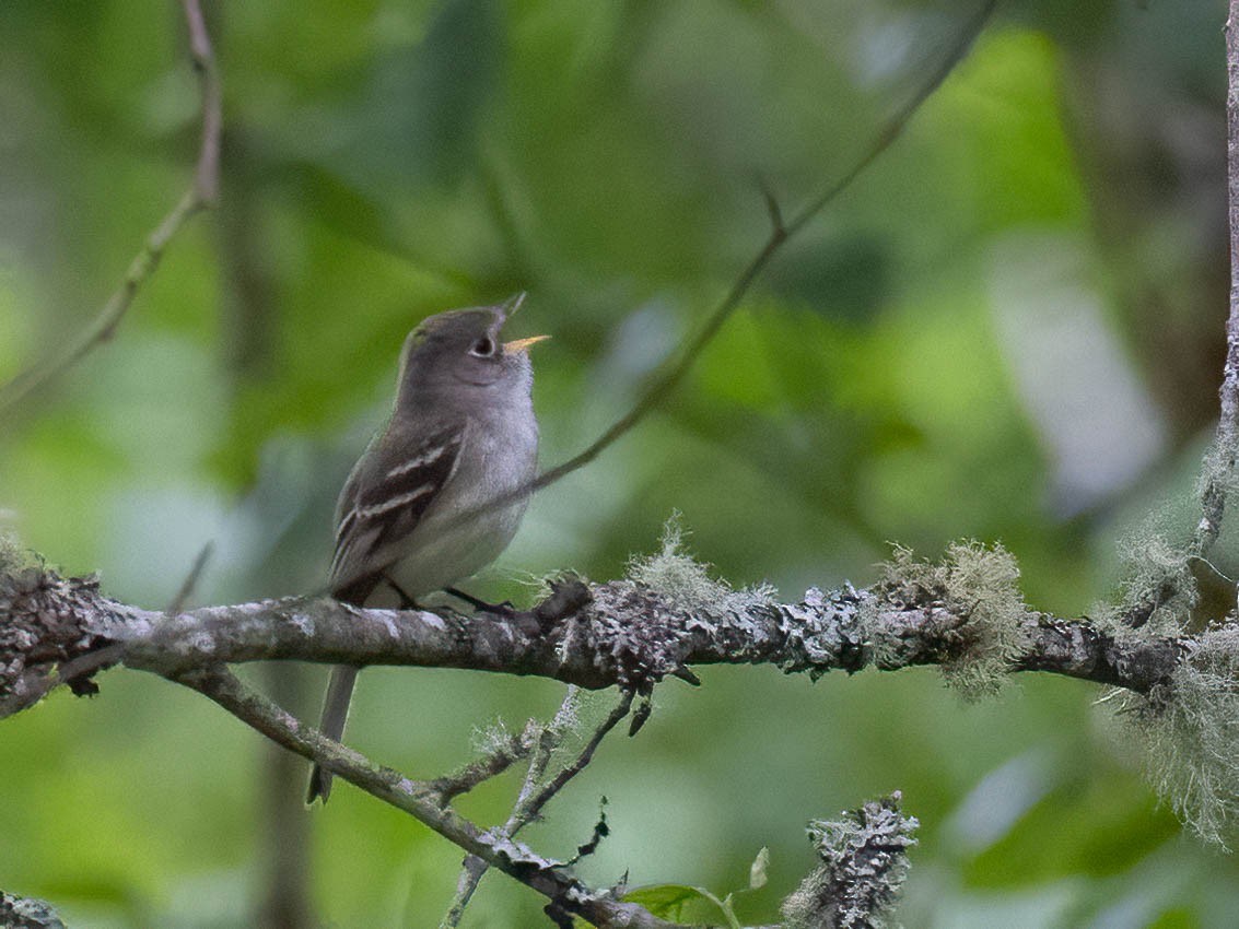 Least Flycatcher - ML620199320