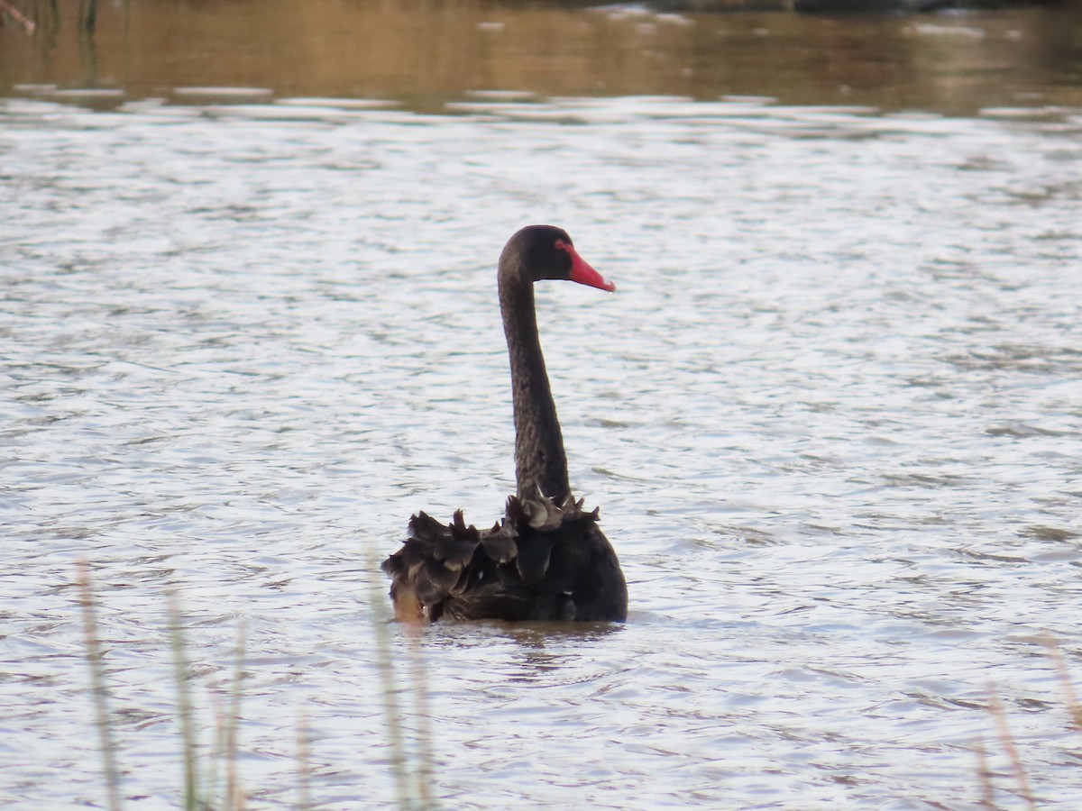 Black Swan - ML620199321