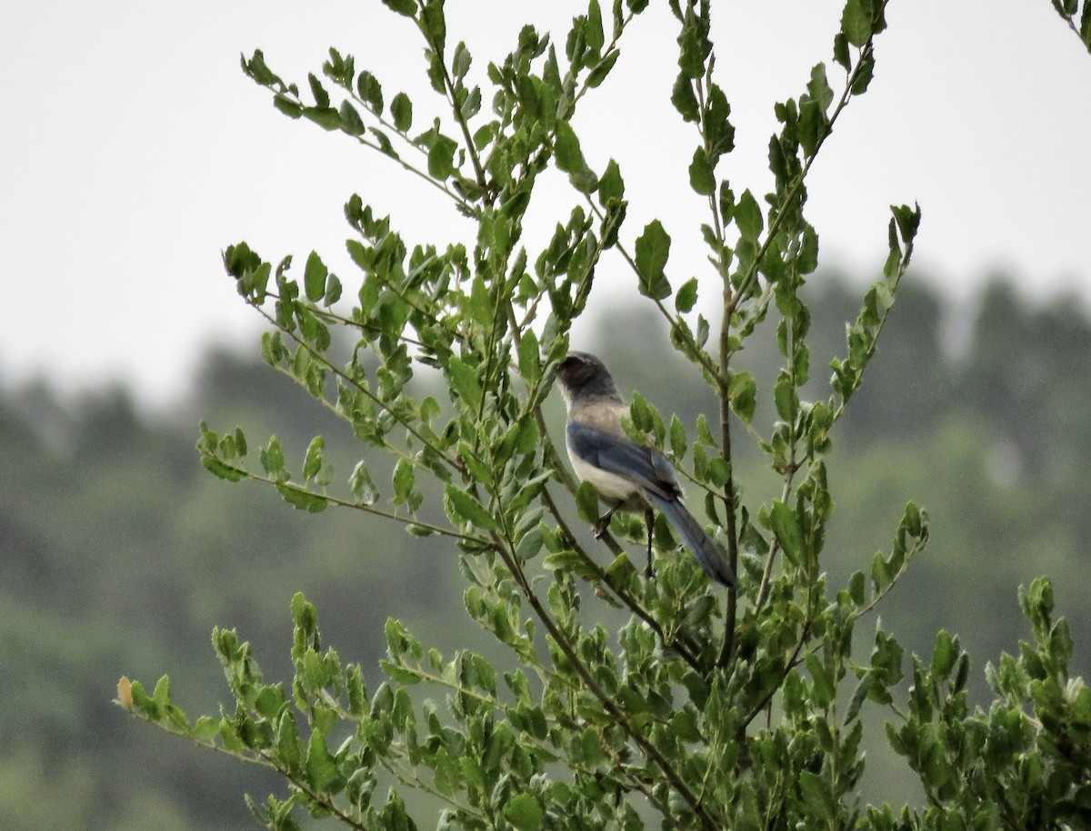 California Scrub-Jay - ML620199324